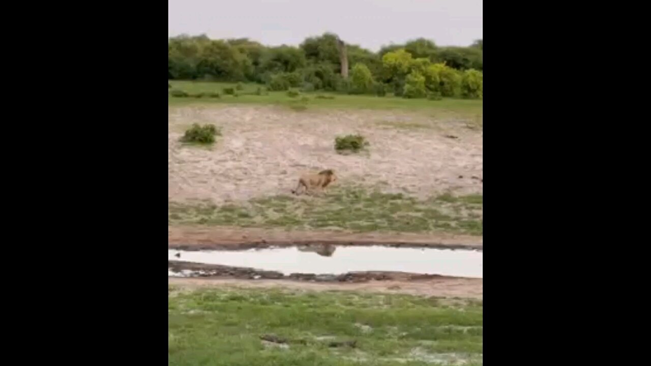 The Lion On A Mission