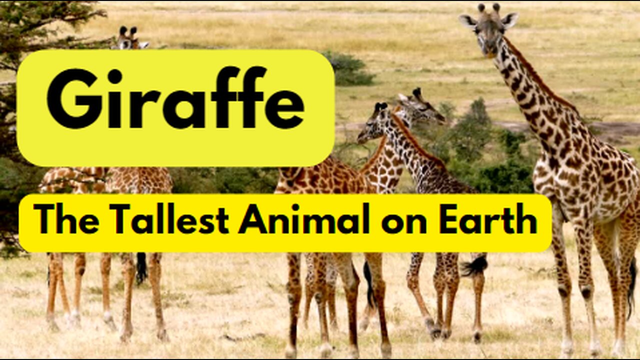 Giraffa, the tallest living Terrestrial Animal om the Earth