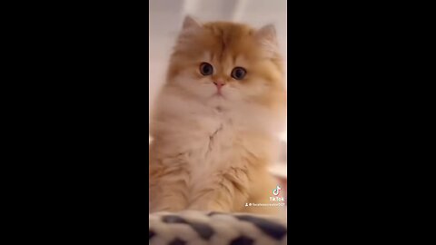 #cats #funny #viraltiktok #usa #uk #viral #southafrica #animals