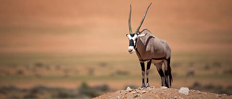 5 Fun Facts About The Oryx