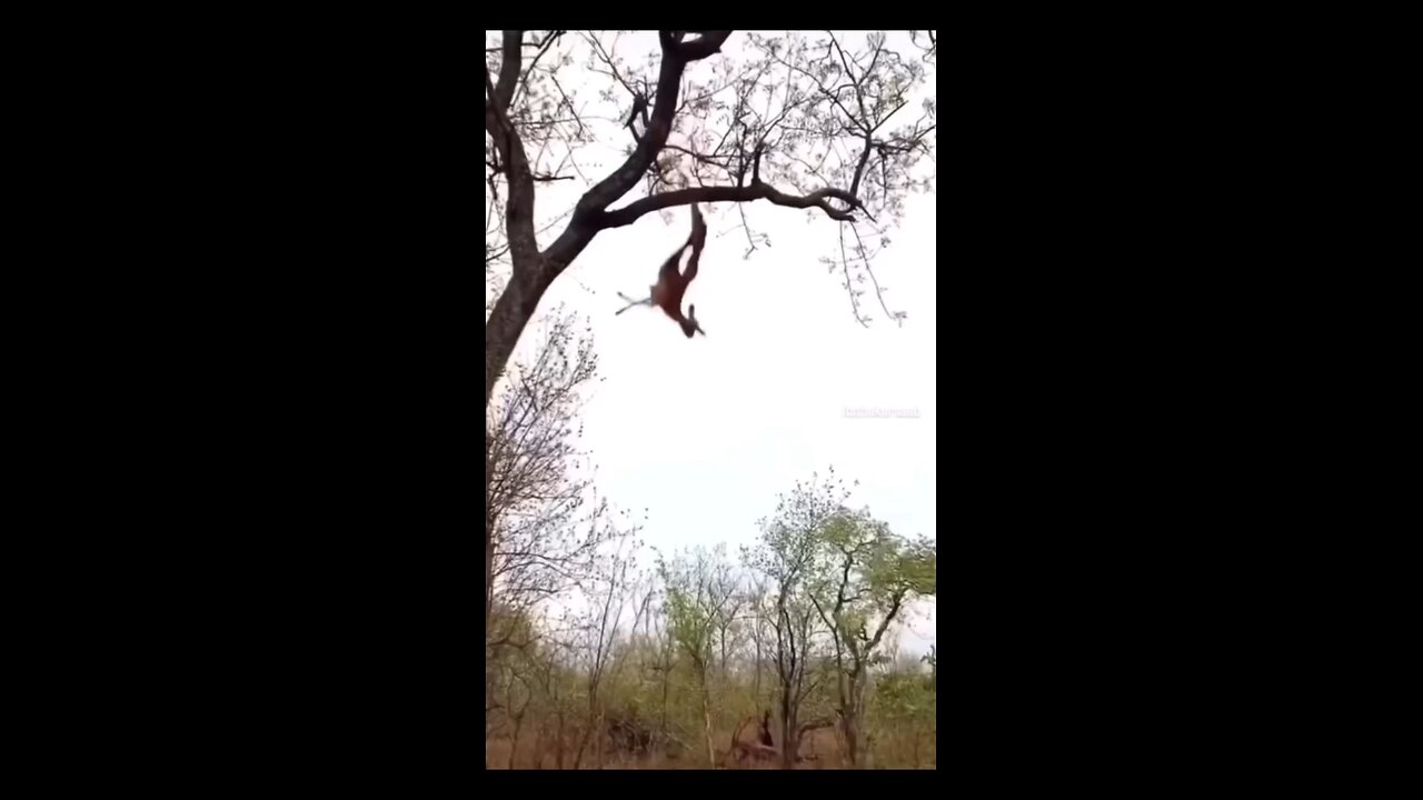 TIGER FUNNY VIDEO