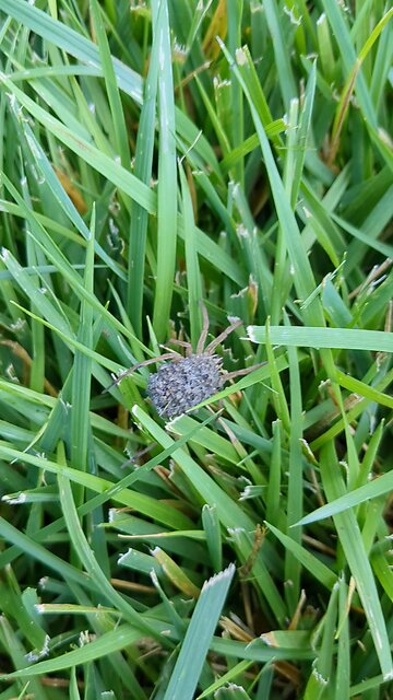 Wolf Spider mama with babies