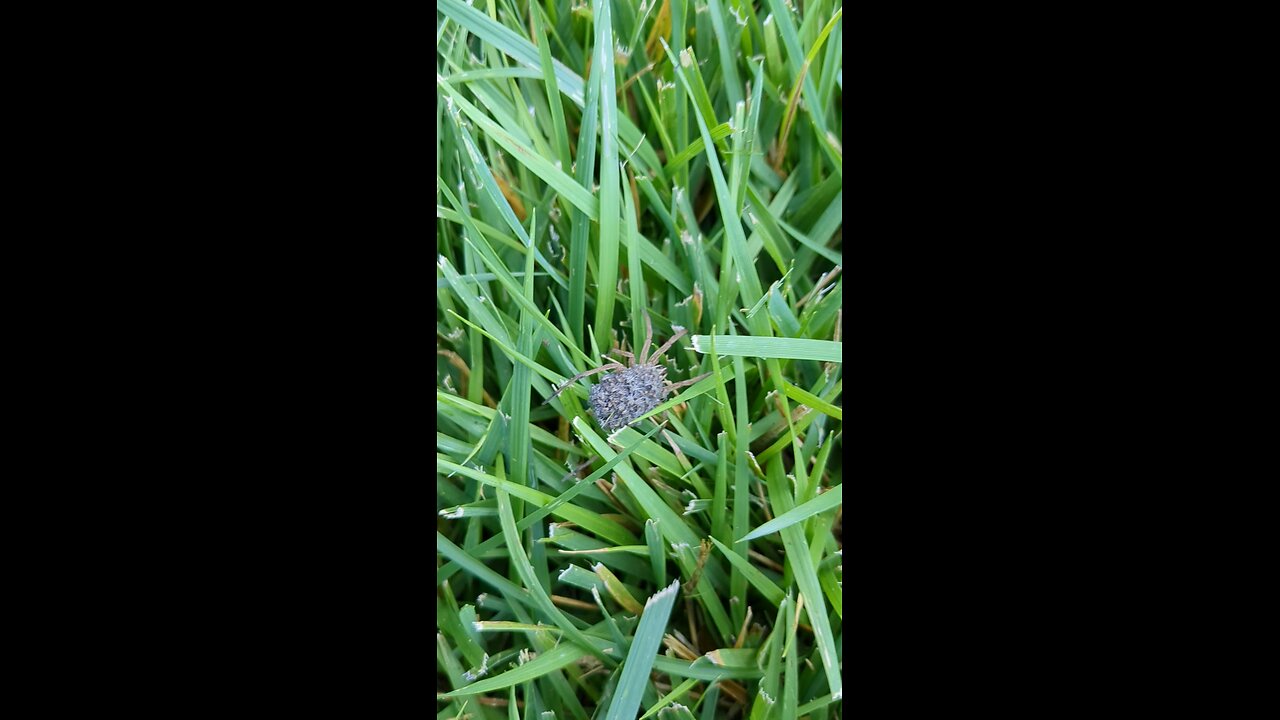 Wolf Spider mama with babies