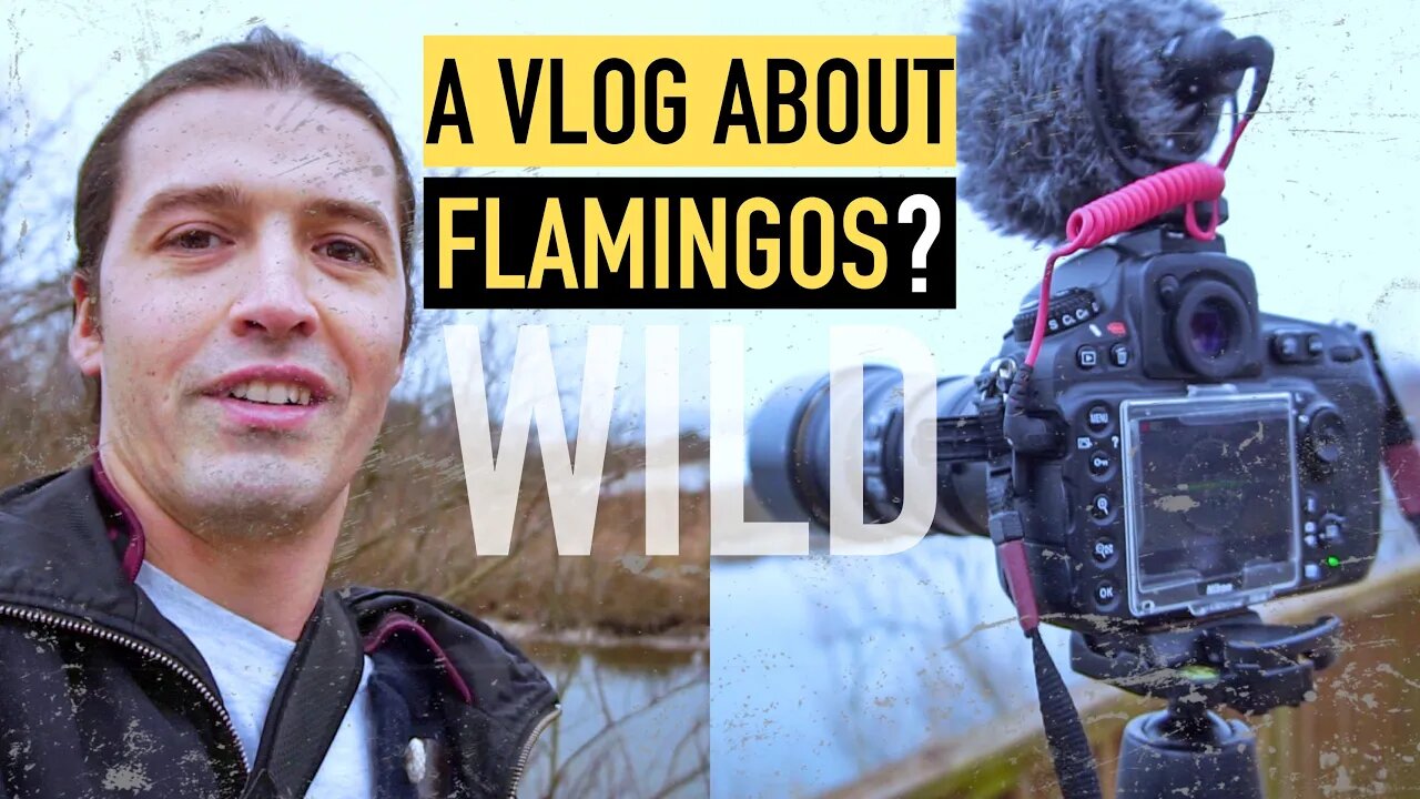 A VLOG ABOUT FLAMINGOS ? FACTS & WILDLIFE PHOTOGRAPHY | Alex Beldi