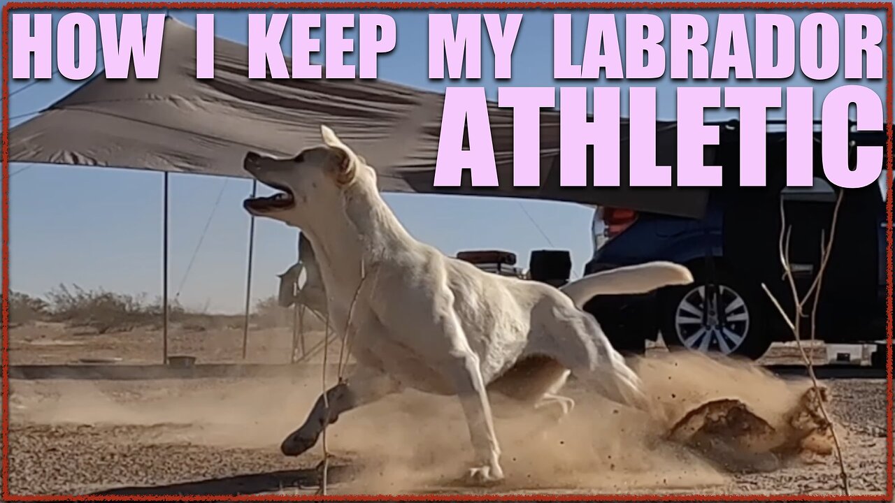 How I Keep My Labrador Athletic