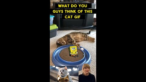 Cute Cat Gif