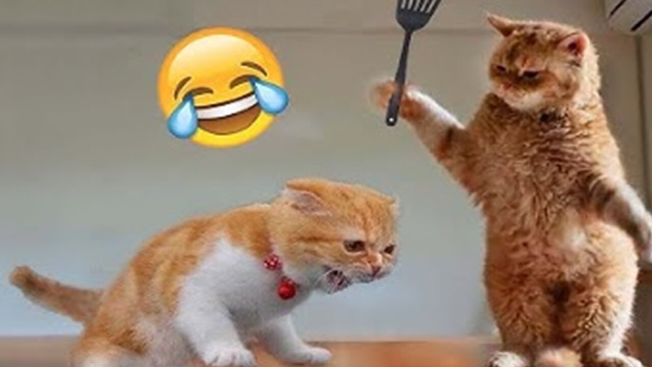 Best Funny Animal Videos of the year (2023), funniest animals ever. relax with cute animals video