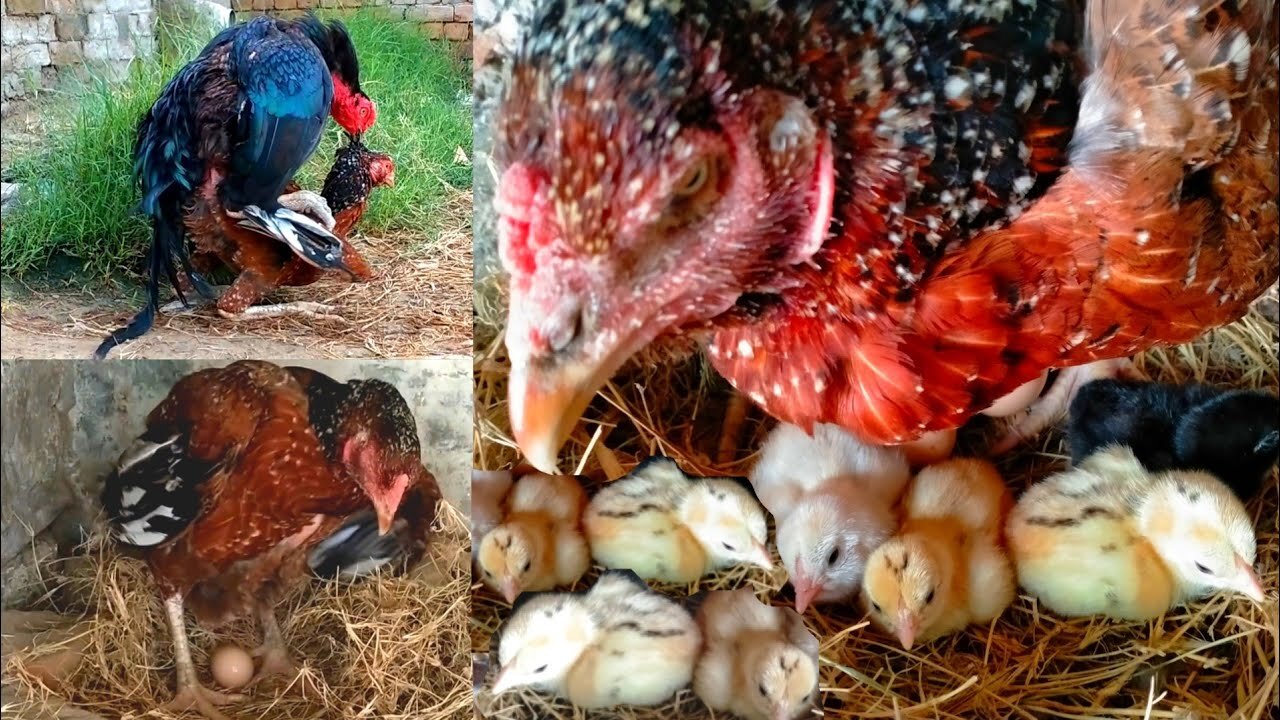 The hen laid 9 eggs Out of ten eggs 6 chicks came out - Part 1