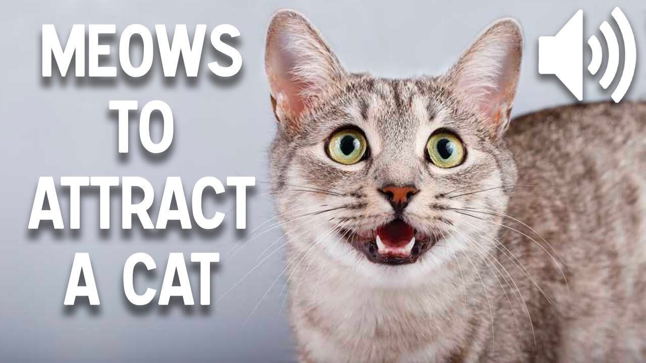 Sound that attract Cats 2023