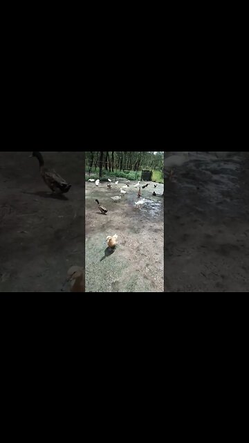 Good afternoon Ducks 10th February 2023