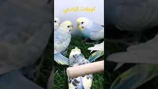 كوبلات طيور البادجى هوكو كيوت روعة مرحبا