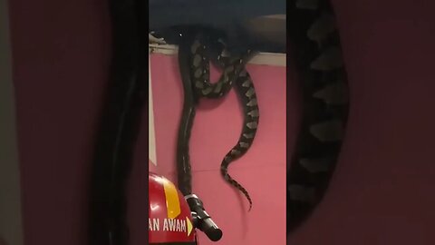 Por essa você não esperava , Uma anaconda no forro do telhado #foryou #viral #shorts