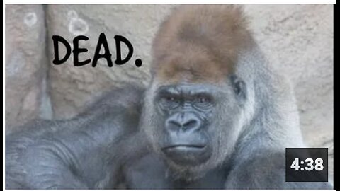 Saint Louis Zoo kills GORILLA with COVID VACCINE!