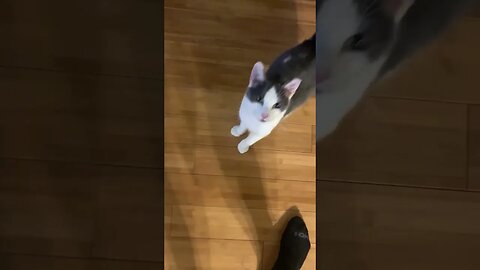 A Dubious Little Creature Getting Up To Mischief