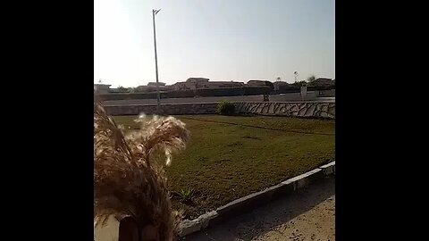 Watch Cute Flying Feathers Like Plant #ASMR