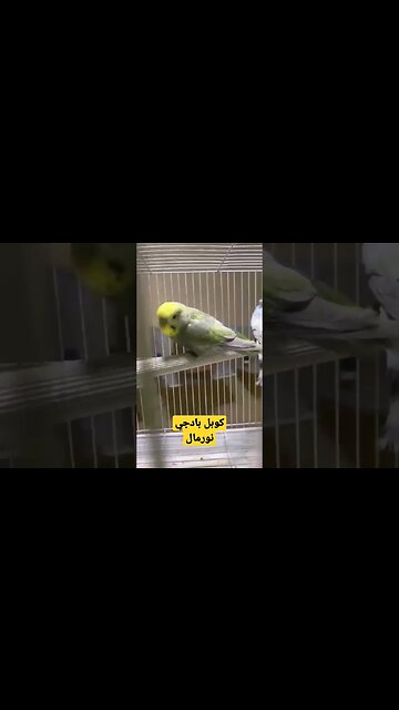 كوبل بادجي نورمال