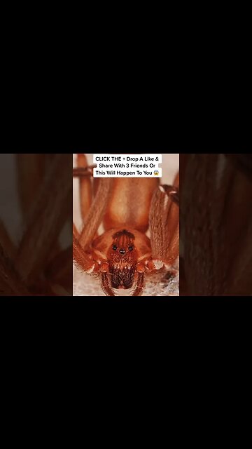 The Truth Behind Beanie Baby's 😲 #scary #shorts