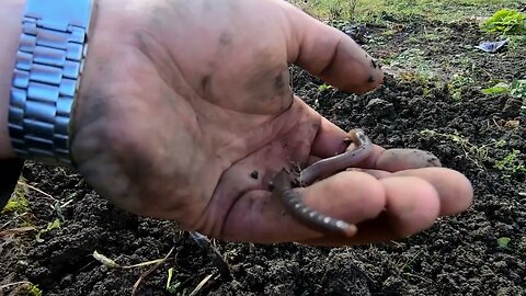 Gardening in german