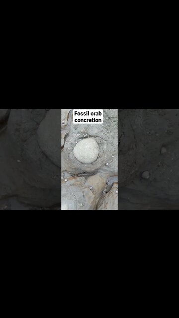 Fossil crab being eroded out of the cliff 🦀 #fossil #science
