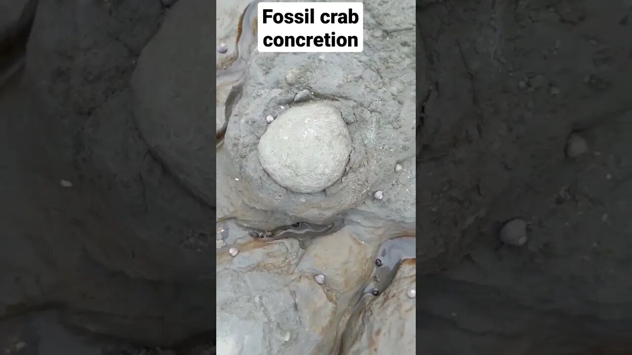 Fossil crab being eroded out of the cliff 🦀 #fossil #science