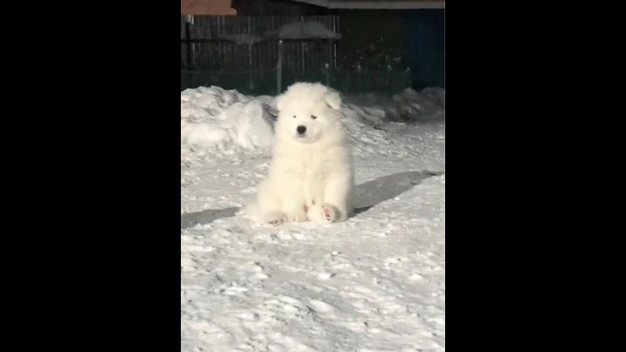 Snowfield pups, cured.