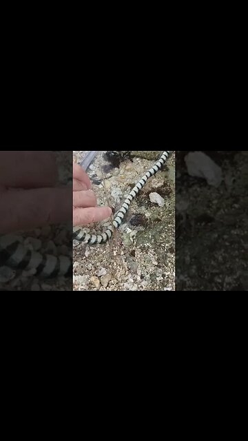 Snake Vs eel 😱 WTH?