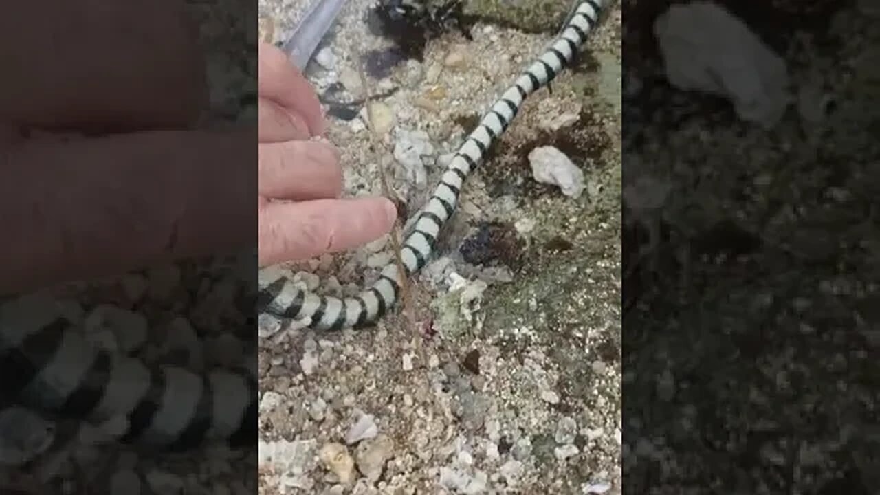 Snake Vs eel 😱 WTH?