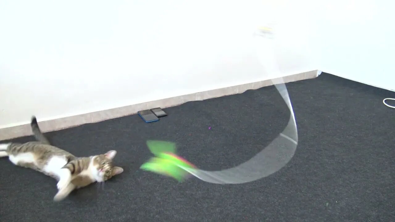 Playful Cat is too Lazy to Get up