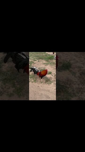 Asil/YLH @ LivingWaterFarms247