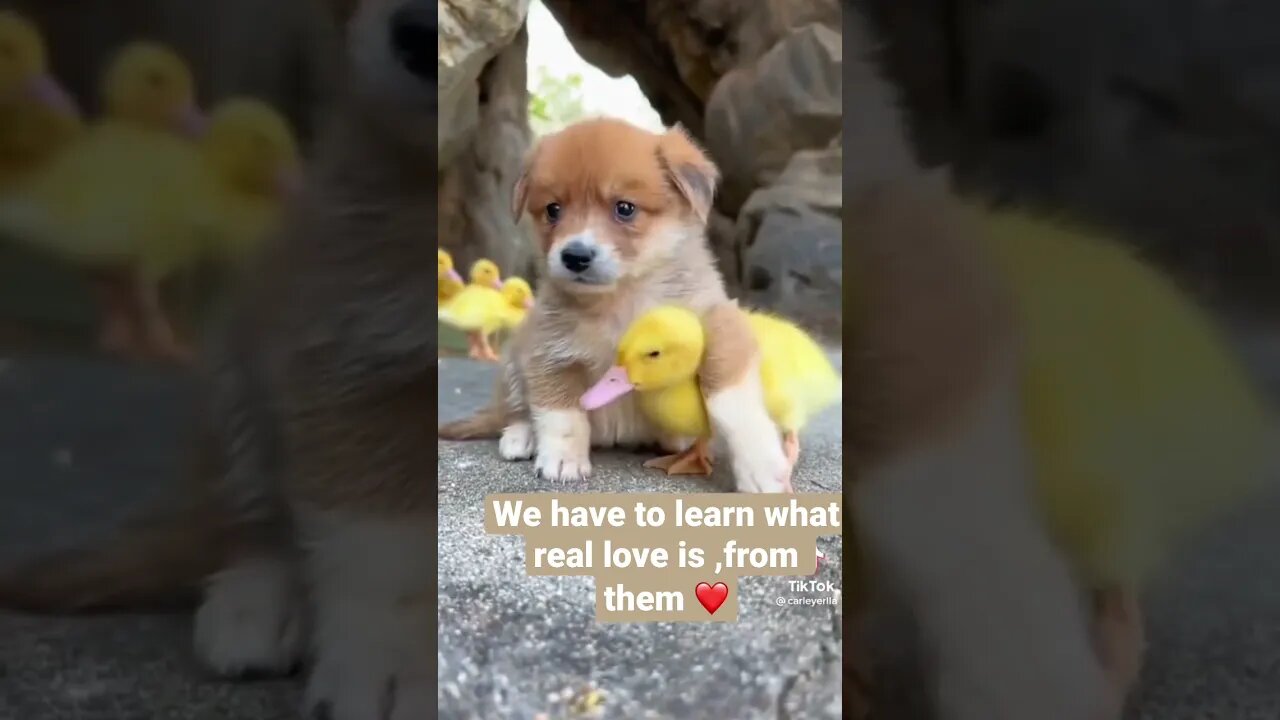 It’s amazing and real love #shorts #tiktokvideo #mystories