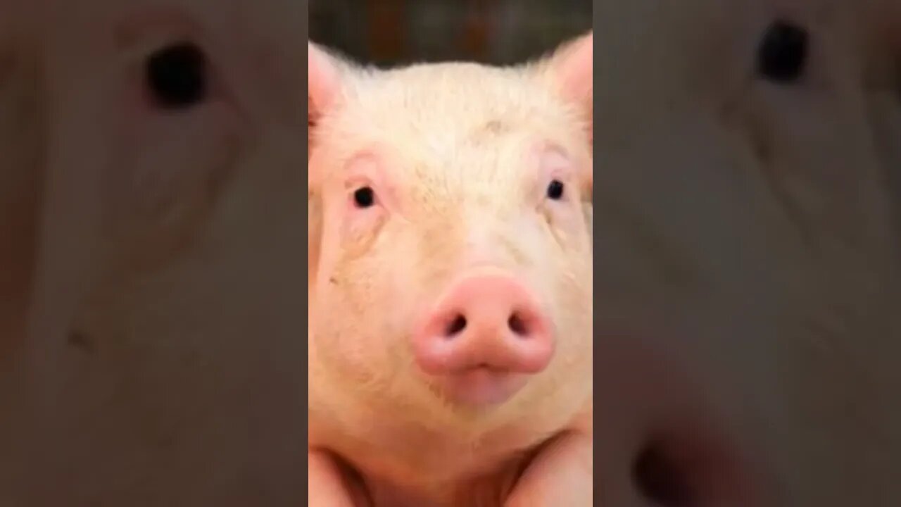 Best Pig 🐖 Sounds