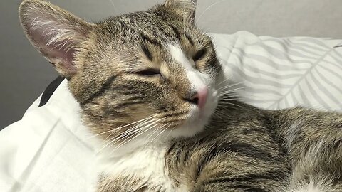 Kitty, Give Me Your Little Paw