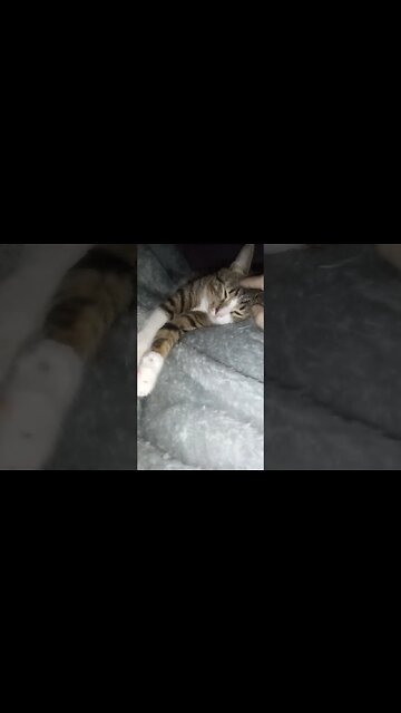 I Can Tickle the Head of This Lazy Cat