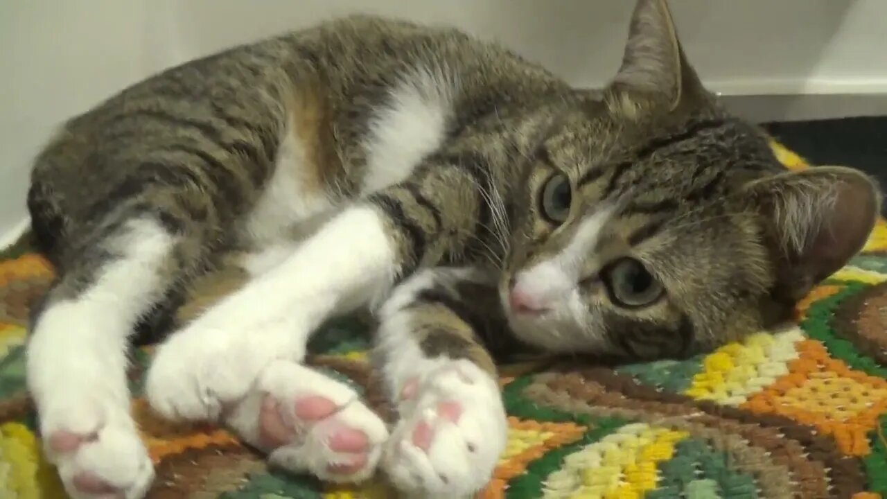 Sweet Cat with Large Pupils Stretches His Toes
