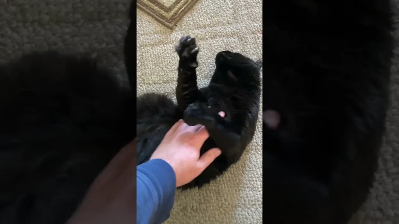 Cat loves his belly rubbed