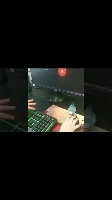 Top 1 reason to get a parrot: With the right training, it can mimic the job for you.