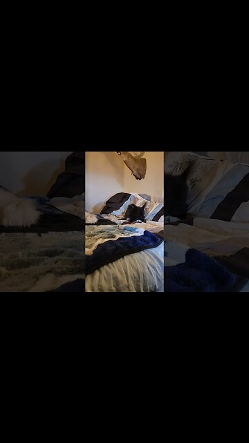 Pomskimo Cutest lil thing,