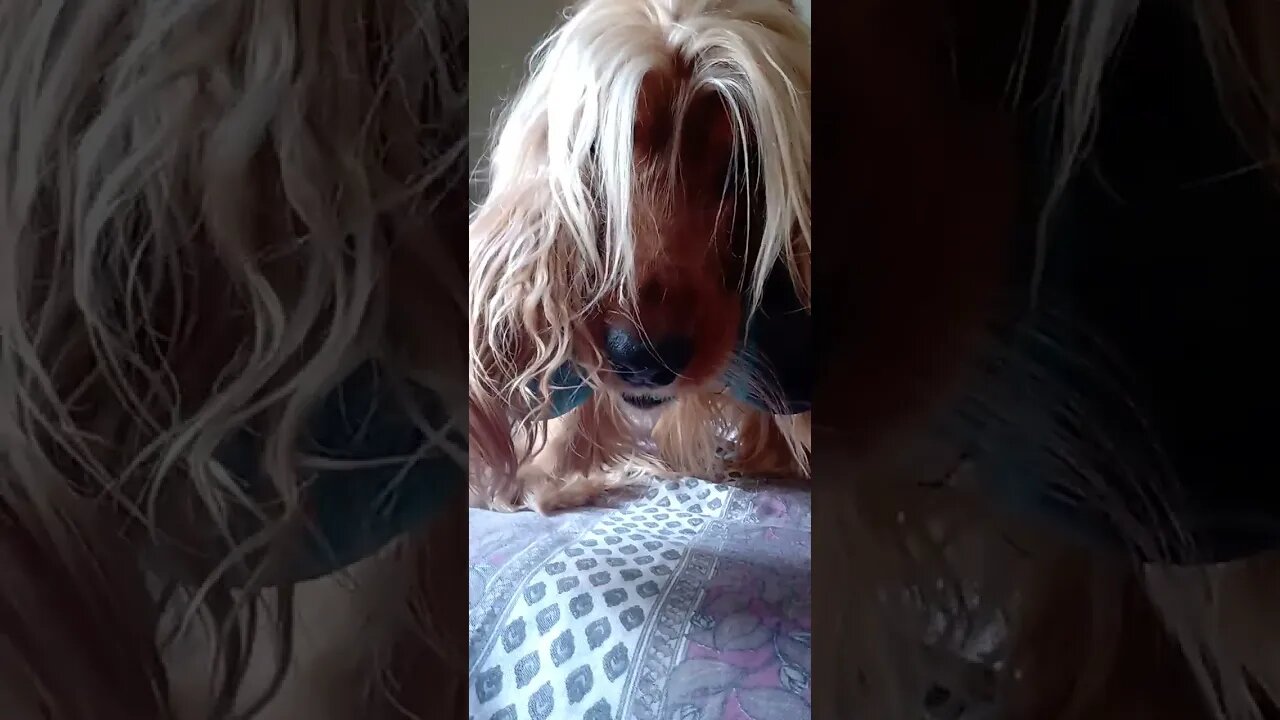 #dogshow , #animals , #dogs , #shorts