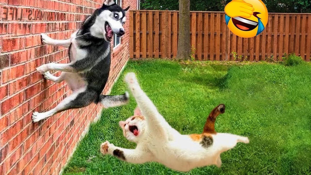 Funny ANIMALS videos😊 Funniest Cats and Dogs 2024 😹🐶