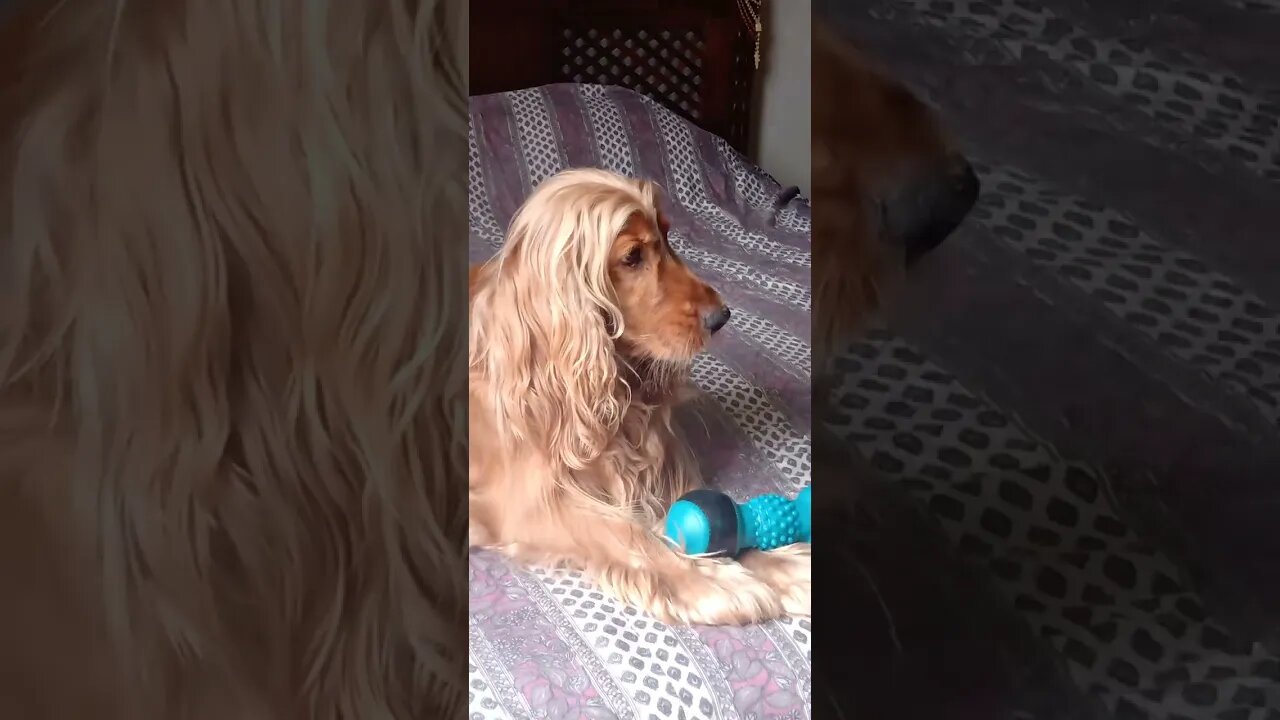 #dogshow , #animals , #dogs , #shorts