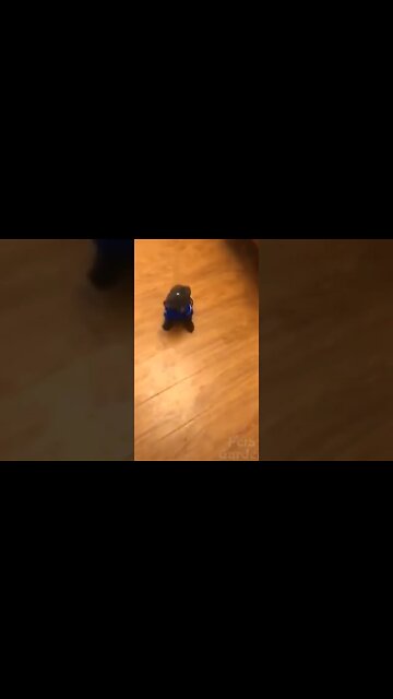 #gatosengraçados #gatos #animaisengraçados