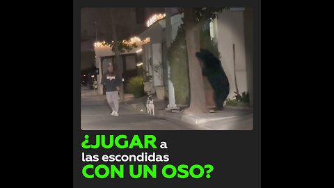 Un oso propició tremendo susto a hombre que paseaba a su mascota