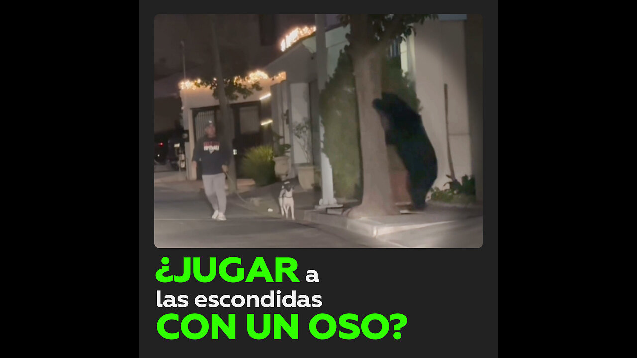 Un oso propició tremendo susto a hombre que paseaba a su mascota