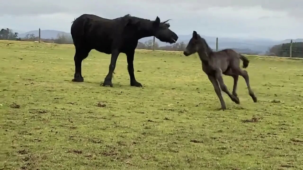 Mum rolling around on the ground