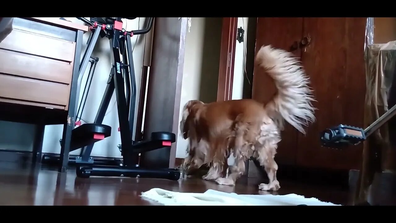 #dogshow , #animals , #dogs