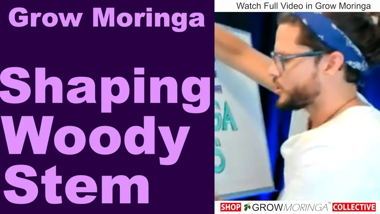 Shaping Your Moringa + Pruning & Harvesting | Aloe Vera Gel as Rooting Hormone | Cloning & Cuttings