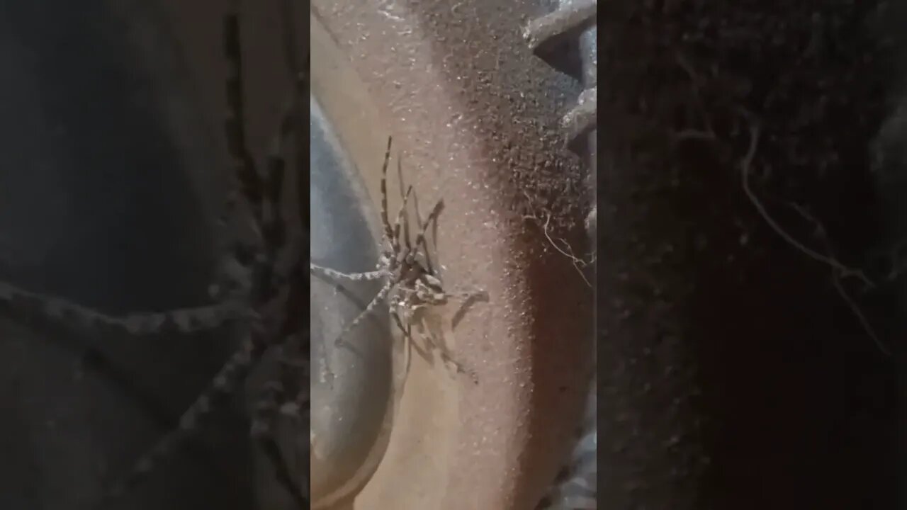 what kind of spider is this ? #shorts