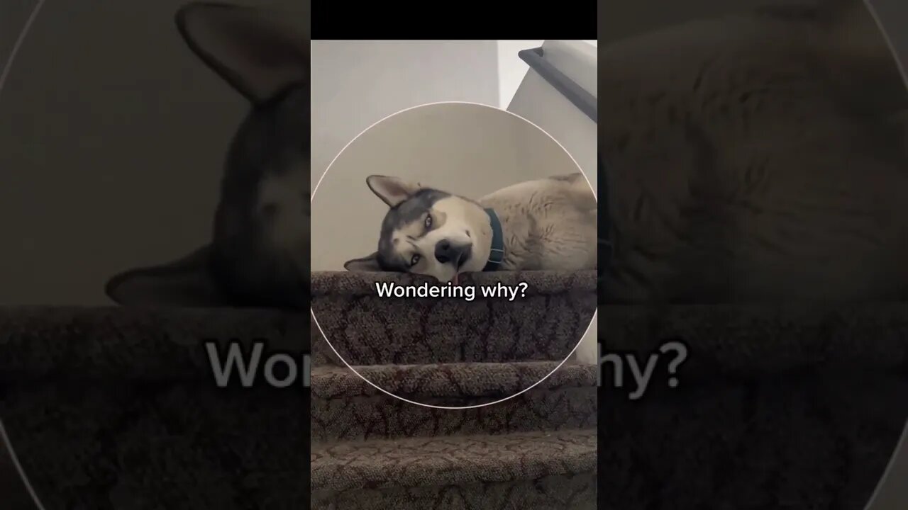 What is my husky up to #cutedogs #husky #dogs #pets #funnydogs #funnyhuskyvideo #huskylife