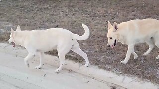 North Florida German Shepherds