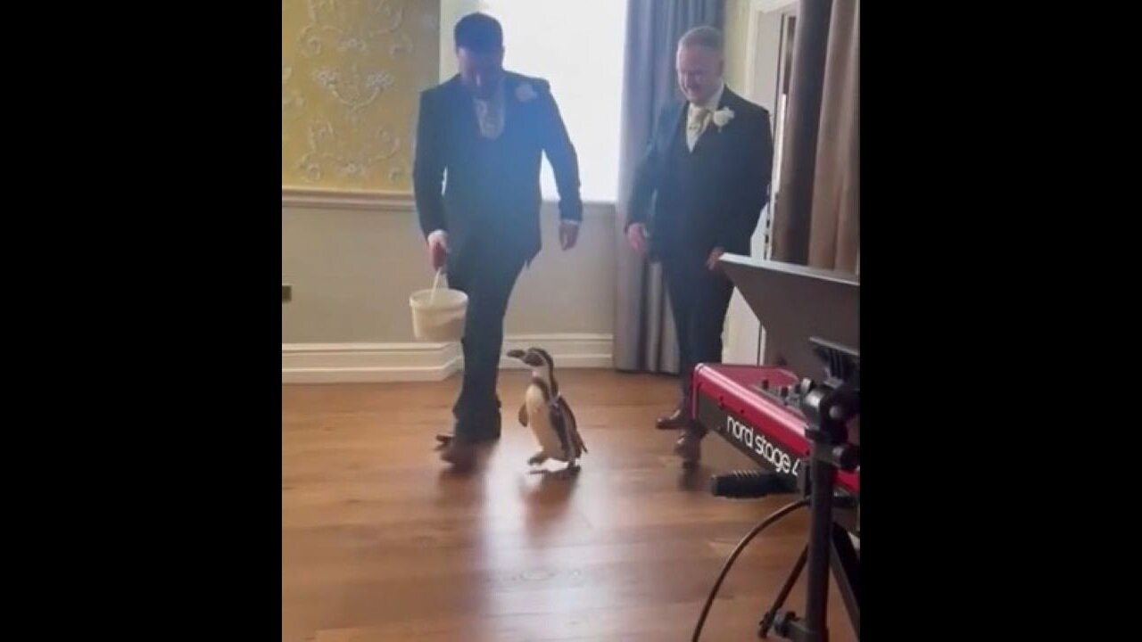 Penguin Ring Bearer Surprises Bride At Wedding Ceremony